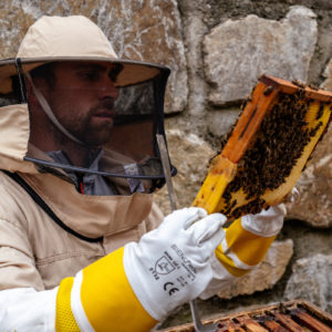 Bienenhonig 500g – Bild 4