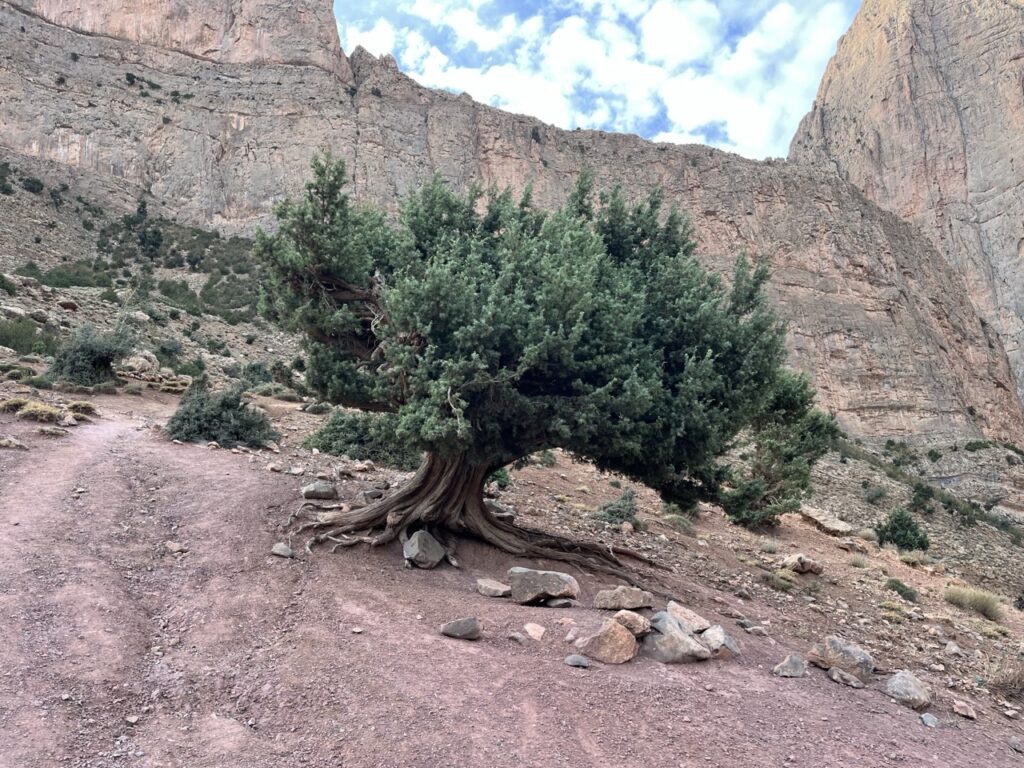 Wacholder - ähnliche Bäume zeugen von einem harten, niederschlagsarmen Leben