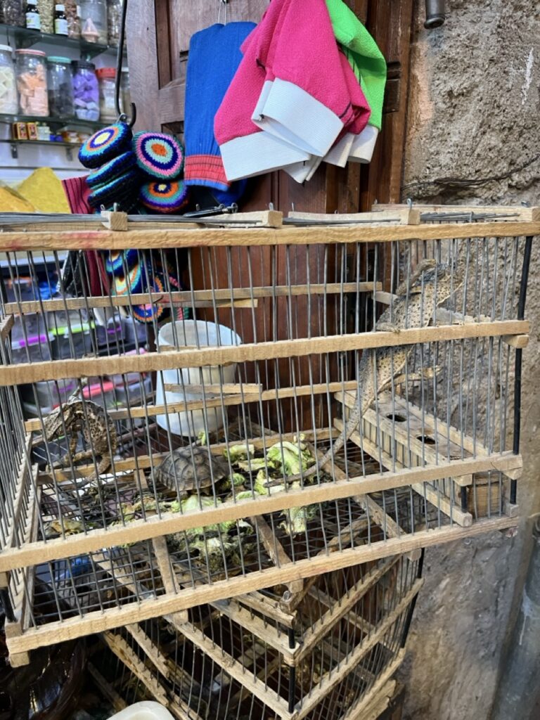 Auch Kameleons und Schildkröten gibt es am Markt in Medina zu kaufen